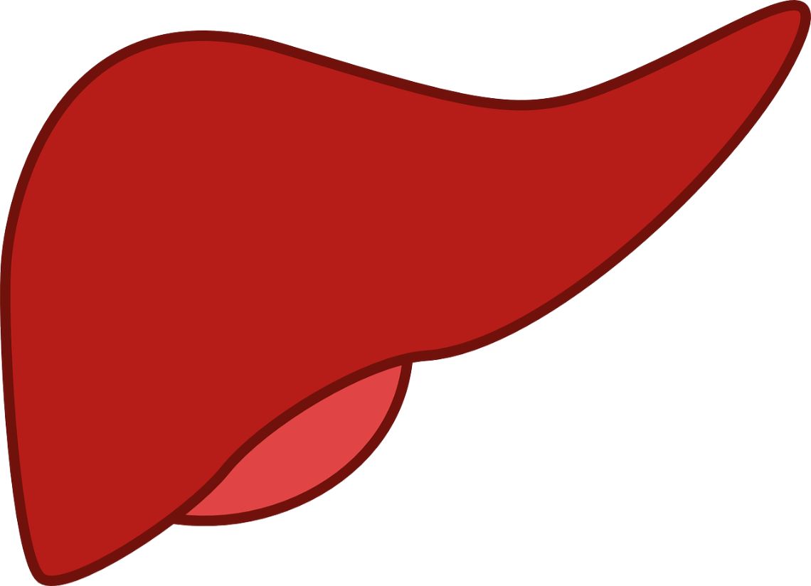 肝臓におけるアミノ酸合成・分解の仕組みを解説！