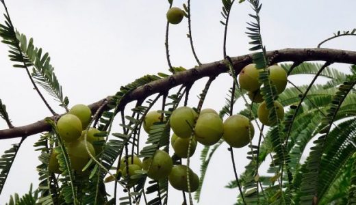 アムラパウダーのおすすめ3選！食べ方、ヘアケアとは？